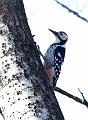 Hvitryggspett - White-backed woodpecker (Dendrocopos leucotos) male